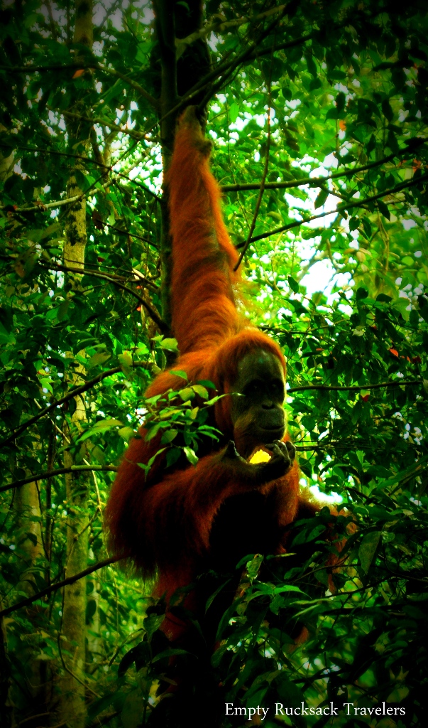 This pineapple is so good: Orangutan spotting in Sumatra
