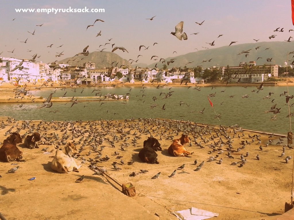Pushkar Ghats - Whoever said Cows and Pigeons can't co-exist