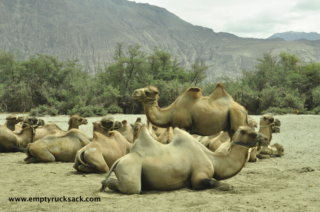 Empty Rucksack Travelers Sand Dunes Hundar Ladadkh Road Trip