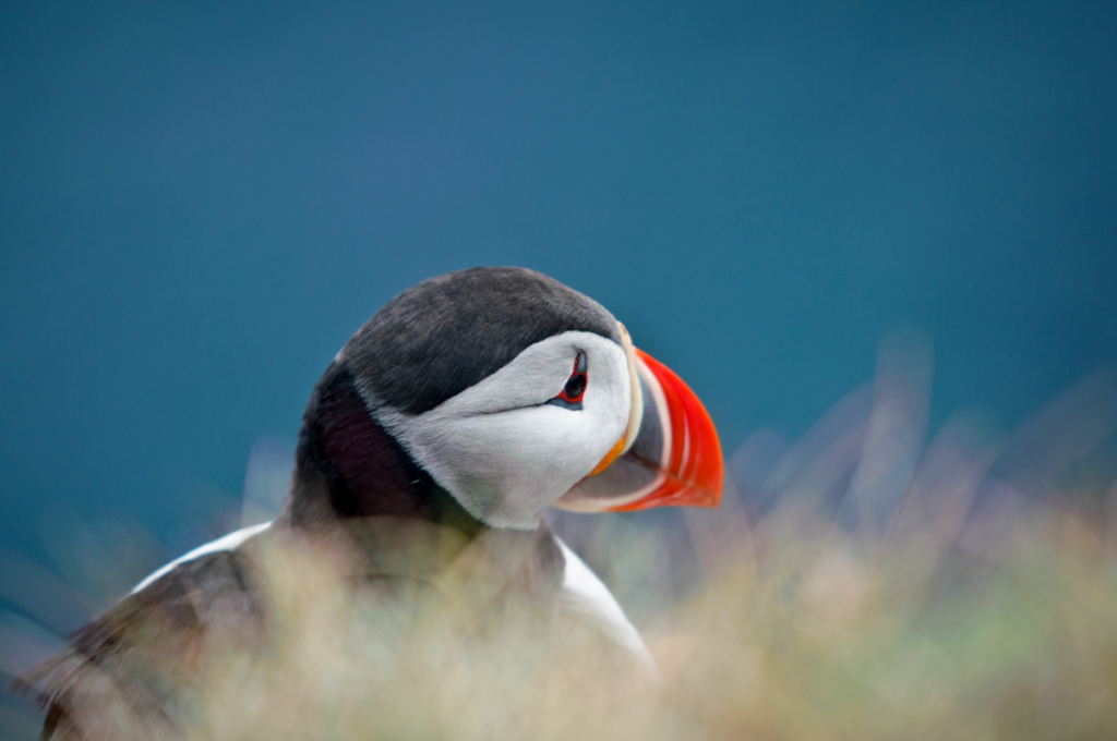 puffin-iceland